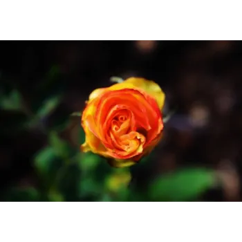 Yellow Rose Plant